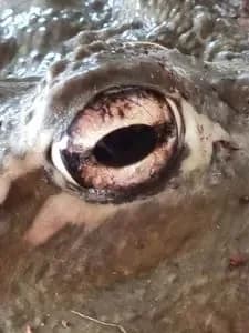 Frog the ball