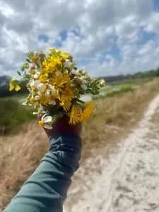 Rose_1812
